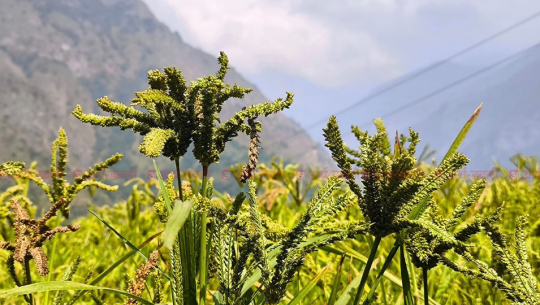 आज राष्ट्रिय कोदो दिवस मनाइँदै